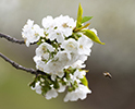 Orchard Blossom 148